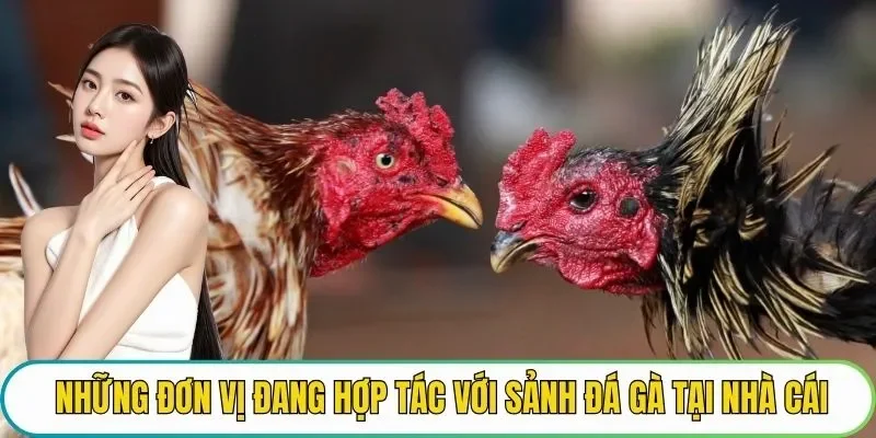 Những đơn vị đang hợp tác với sảnh đá gà tại nhà cái