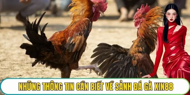 Những thông tin cần biết về sảnh đá gà XIN88